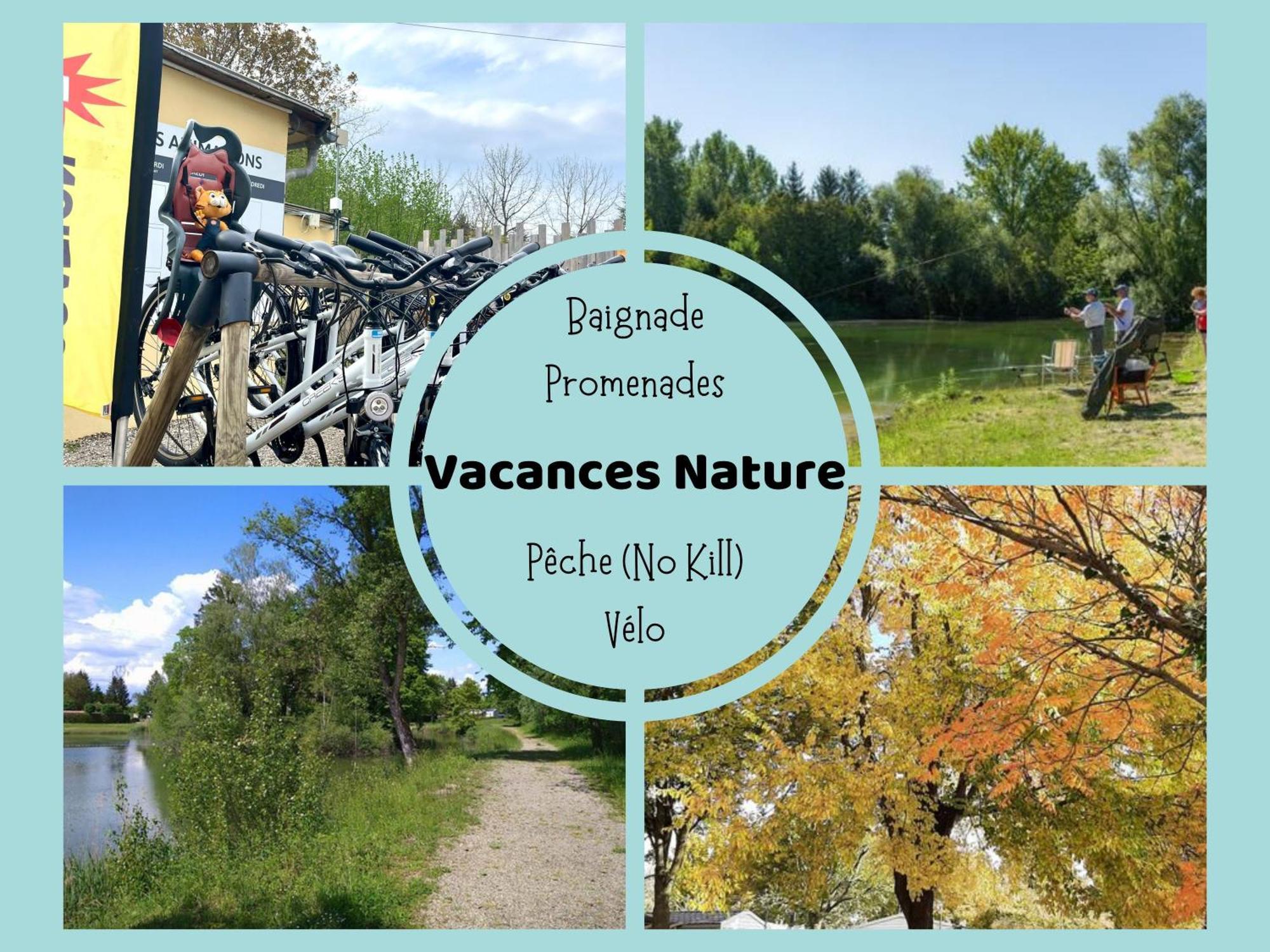Les Pinots D'Alsace - 3 Bungalows Climatises Avec Tv - Proche Europa Park Boofzheim Экстерьер фото